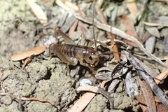 Hemiandrus pallitarsis