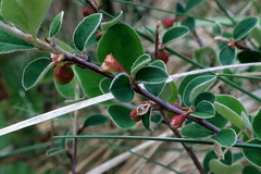 Cotoneaster integerrimus