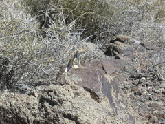 Crotaphytus bicinctores