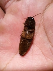 Pyrophorus punctatissimus