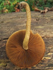 Phaeomarasmius