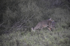 Odocoileus virginianus texanus