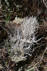 Thamnolia vermicularis