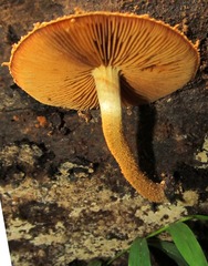 Phaeomarasmius