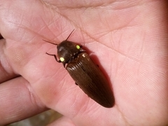 Pyrophorus punctatissimus