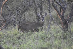 Odocoileus virginianus texanus