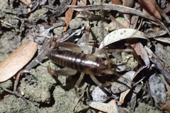Hemiandrus pallitarsis