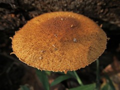 Phaeomarasmius