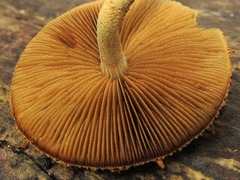 Phaeomarasmius