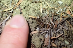 Hemiandrus pallitarsis