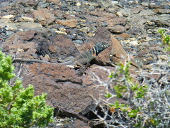 Crotaphytus bicinctores