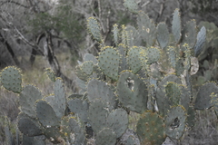 Opuntia alta
