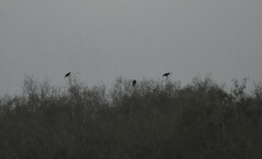 Parabuteo unicinctus