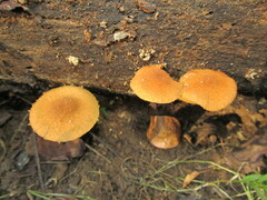 Phaeomarasmius