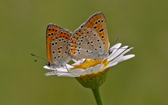 Lycaena thersamon