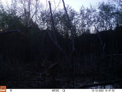 Barred Owl photographed in Mississippi