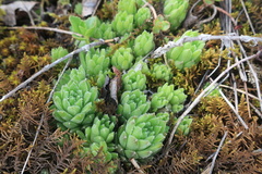 Sempervivum caucasicum