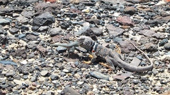 Crotaphytus bicinctores