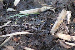 Lithobates