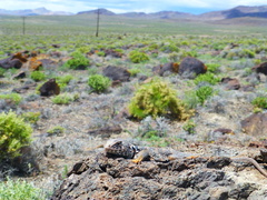 Crotaphytus bicinctores