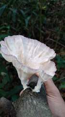 Cymatoderma caperatum