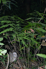Pteris linearis