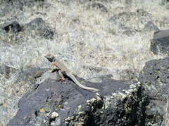 Crotaphytus bicinctores