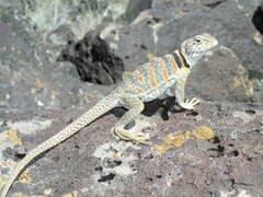 Crotaphytus bicinctores