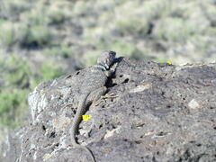 Crotaphytus bicinctores