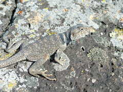 Crotaphytus bicinctores