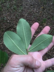 Erythroxylum glaucum