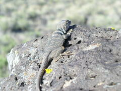 Crotaphytus bicinctores