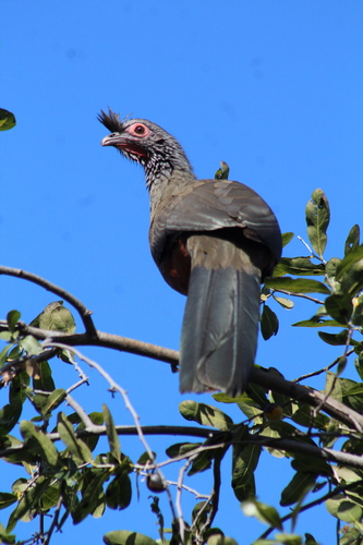 Rufous-bellied Chachalaca