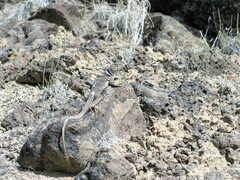 Crotaphytus bicinctores