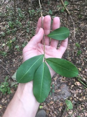 Erythroxylum glaucum