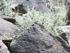 Crotaphytus bicinctores