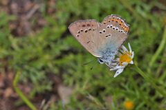 Satyrium ledereri