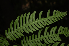 Pteris linearis