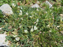 Trifolium uniflorum