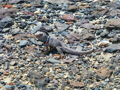 Crotaphytus bicinctores