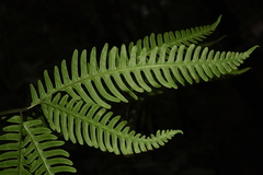 Pteris linearis