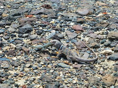 Crotaphytus bicinctores