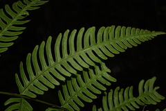 Pteris linearis