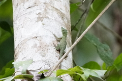 Anolis punctatus