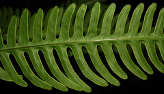 Pteris linearis