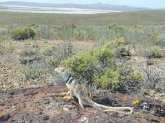 Crotaphytus bicinctores