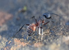 Camponotus cruentatus