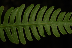 Pteris linearis