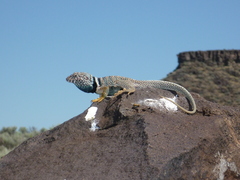 Crotaphytus bicinctores