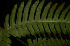 Pteris linearis